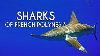 Sharks of French Polynesia - Video Guide 4K