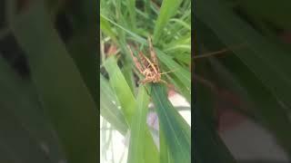 #musician #insects #修行即修心 #禅意生活 #music #心灵感悟 #memes #开悟人生