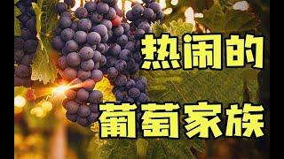 在野外能看到各种漂亮的葡萄科果实，但我们一般都不敢吃？|中科院|格致論道|科學科普|知識科普|中科院SELF講壇|#葡萄科#酿造葡萄#葡萄科植物#葡萄#葡萄品种