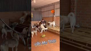 Ước Mơ Thôi #trọngcàmau #pets #dog #doglife