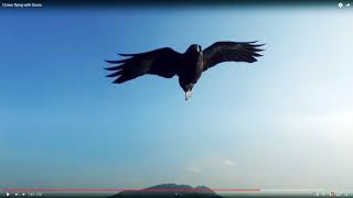 Crows  flying with Drone