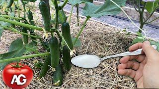 I was shocked! After this feeding, even dead Cucumbers, Tomatoes give a huge harvest!