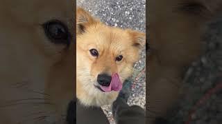 쫀득쫀득 간식을 향한 강아지의 끝없는 도전 #dog #puppy #강아지 #시골개 #shorts