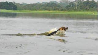 Black Caiman are fast!