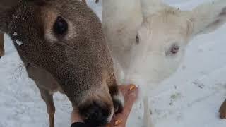 Feeding Albino Deer