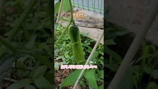 섭섭이님 오이 따갑니다~ㅋㅋㅋ