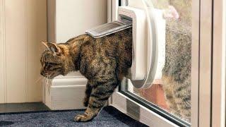 Best Cat Doors: A Comprehensive Guide