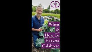 Calabrese or green sprouting broccoli, best stage to harvest and why