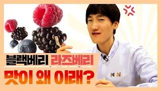 향수 재료 먹방  블랙베리, 라즈베리 편 (ft.블랙베리앤베이, 롬브르단로)