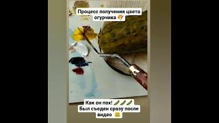Цвет соленого огурчика - как смешать. Борисова Екатерина