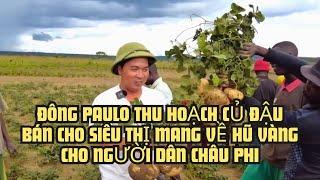 Đông Paulo Thu Hoạch Củ Đậu Bán Cho Siêu Thị Mang Về Hũ Vàng Cho Người Dân Châu Phi