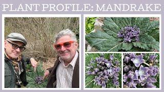 Plant Profile: Mandrake - Mandragora officinarum