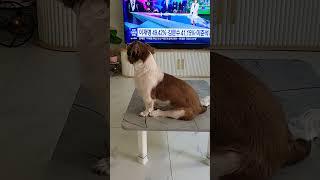 밥상위에 물개 초코