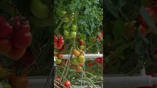 The Secrets of Growing Perfect Hydroponic Tomatoes Revealed