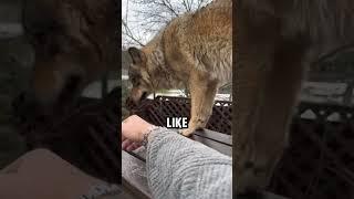 One of the rarest wolf species in the world