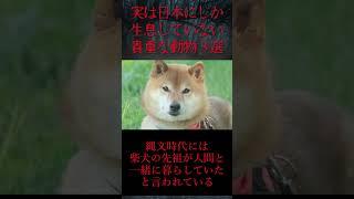 【ゆっくり解説】実は日本にしか生息していない貴重な動物たち