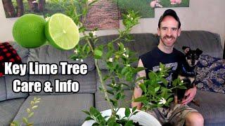 Key Lime Tree (Care & Information)