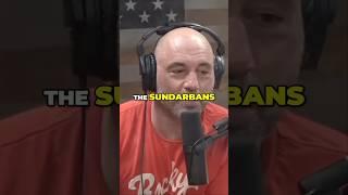 Tigers in the Sundarbans | JRE #1348