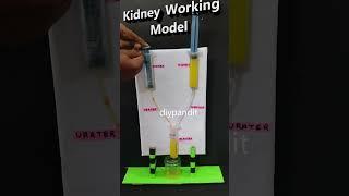 kidney working model using syringes - #shorts  | DIY pandit