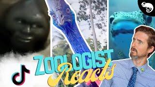 Zoologist Reacts To Viral Animal TikTok