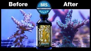 It's BRS Recommended! Brightwell's CoralAmino Supplement