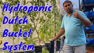 What is Hydroponic Dutch bucket system? // Media Bucket Explained // How dutch bucket works?