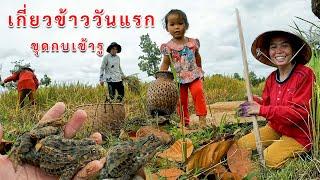 ความสุขบ้านนา เกี่ยวข้าววันแรกขุดกบไปนำ | Harvest Rice and Catching frogs