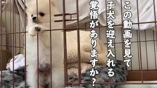 これから子犬を迎えるか迷っている方へ伝えたい5つのこと