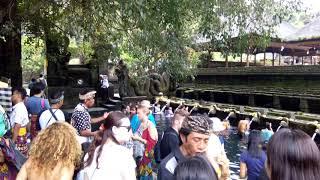 Тирта Эмпул Святые источники Бали