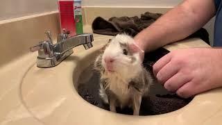 Guinea Pig Wheeks Loudly During Bath