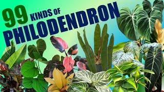 MY TOP 99 PHILODENDRON ACCORDING TO ITS BEAUTY | HERB STORIES