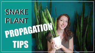 SNAKE PLANT PROPAGATION TIPS! How To Propagate Snake Plant Via Leaf Cuttings.