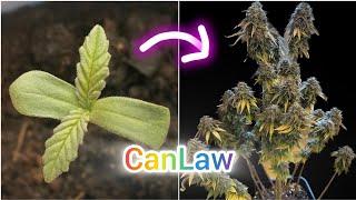 FIRST GERMAN CanLaw GROW | WHITE WIDOW | SEED TO HARVEST | ENGLISH VERSION