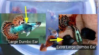 Top 7 Best Dumbo Ear Guppy Strain 2020