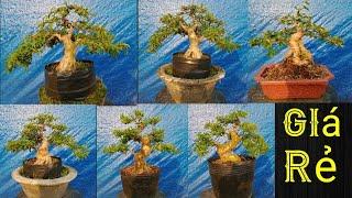 7/4,, Đủ Loại kiểng Bonsai,, giá rẻ,, Cần giao lưu,, Bao Síp Toàn Quốc ️ Zalo 0977129441