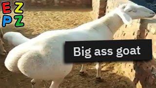 r/Damnthatsinteresting · click if you are the G.O.A.T.