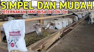 PELIHARA KAMBING INDUKAN MUDAH DAN SIMPEL