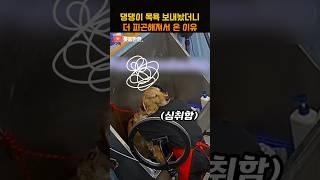 댕댕이 목욕 보내놨더니 더 피곤해져서 온 이유