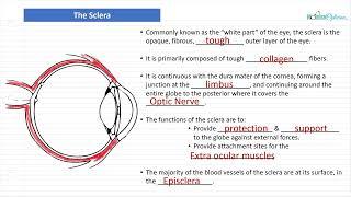 Optician Training: The Sclera (Ocular Anatomy Lecture 4)