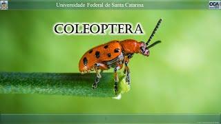 Coleoptera