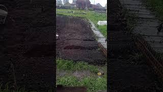 Грядки должны быть хорошо пролиты