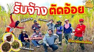 เซียนหรั่ง - วิถีชีวิตแบบมะลายยายอยาก l ตอน รับจ้างตัดอ้อย