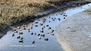 Exploring Newport Back Bay Nature Reserve