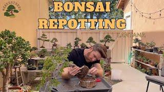 Lantana Bonsai Repotting