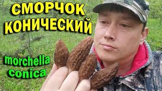 Сморчок конический (morchella conica). Где растут и когда собирать грибы сморчки? Весенние грибы.