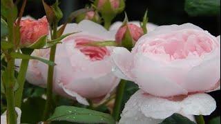 Розы Д.Остина в моём саду.DAVID AUSTIN ROSES. Цветник в холодных розовых тонах.