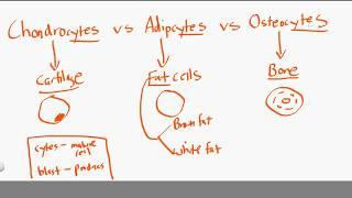 chondrocytes vs adipocytes vs osteocytes