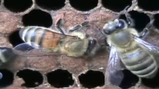 VSH Bee Behavior