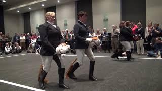 Stick Horse Dressage HIGHLIGHTS