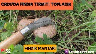 Ordu'da Fındık Tirmiti Topladık.Fındık Mantarı, Kirmit Mantarı, Lactarius pyrogalus,#tirmit,#mantar